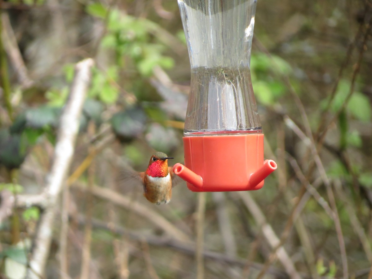 Rufous Hummingbird - ML616908477