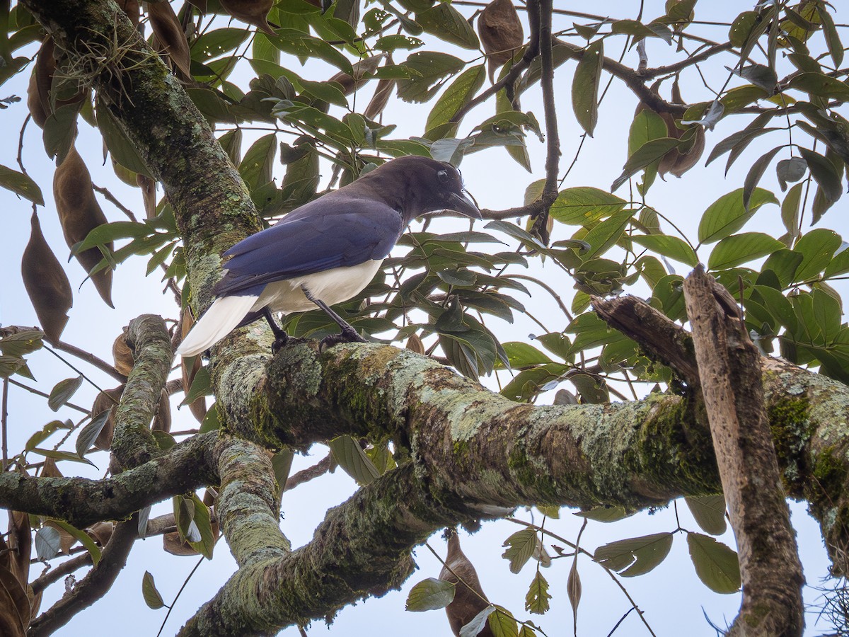 Curl-crested Jay - ML616908481