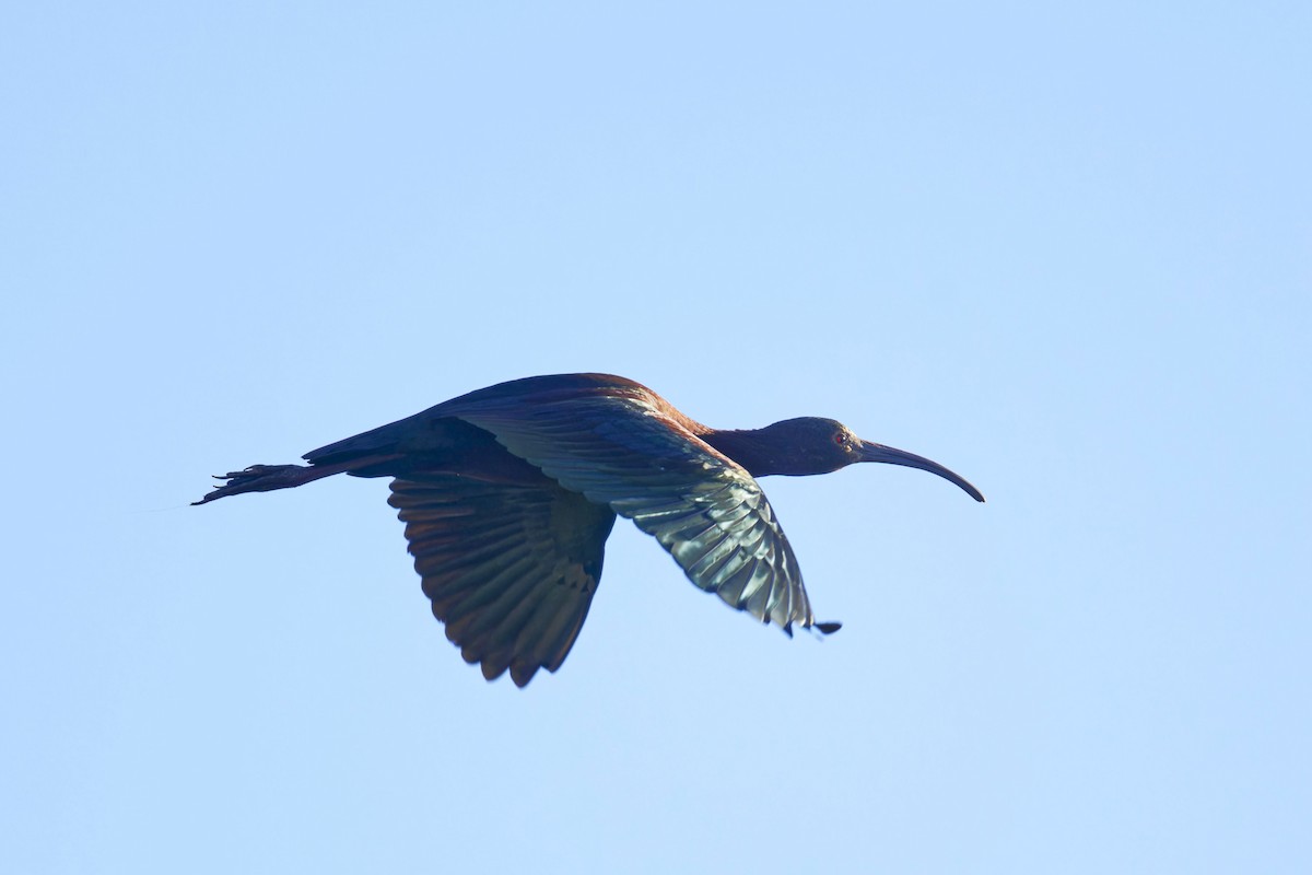 ibis americký - ML616908529