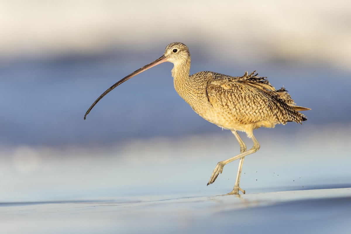 Long-billed Curlew - ML616908556
