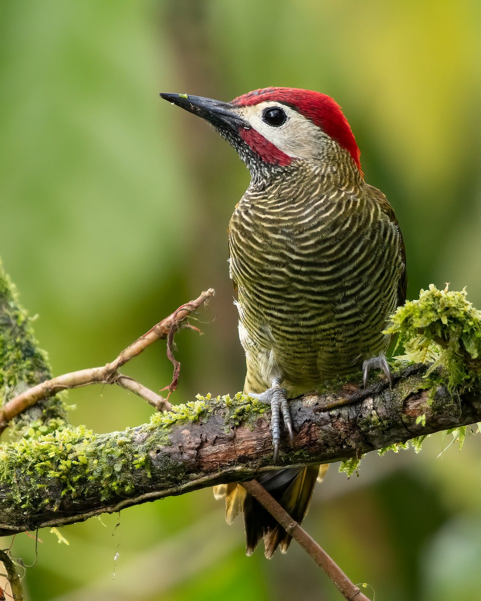 Golden-olive Woodpecker (rubripileus) - ML616908735