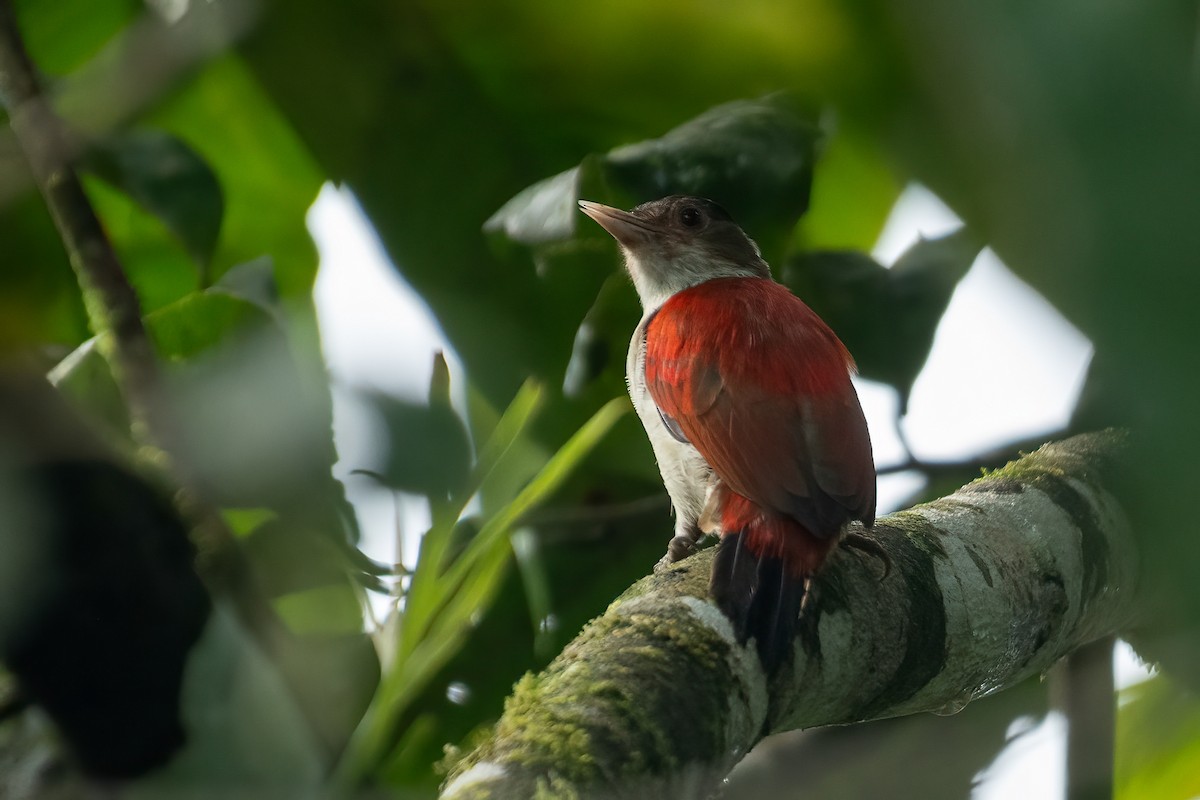 Scarlet-backed Woodpecker - ML616908744