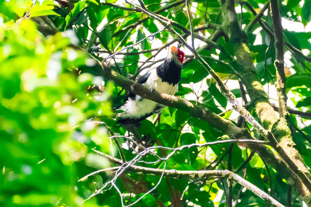 Red-faced Malkoha - ML616908806