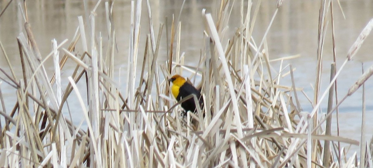 Yellow-headed Blackbird - ML616908814
