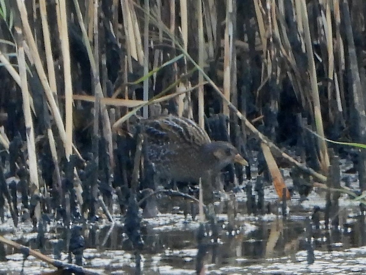 Spotted Crake - ML616908940