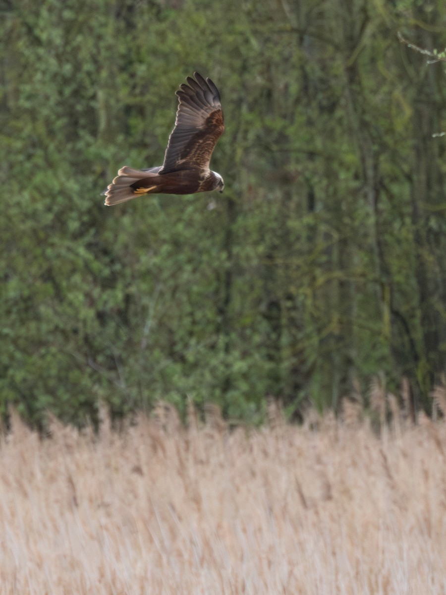 Western Marsh Harrier - William Stephens