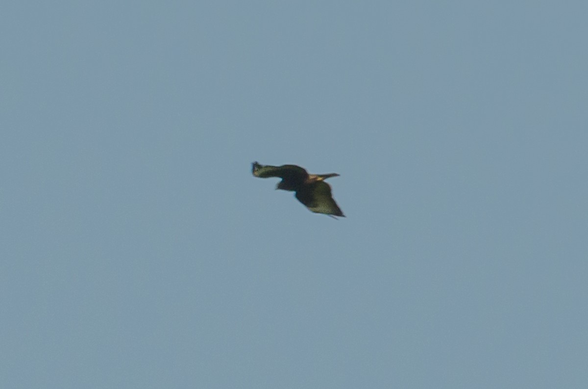 Short-tailed Hawk - ML616908983