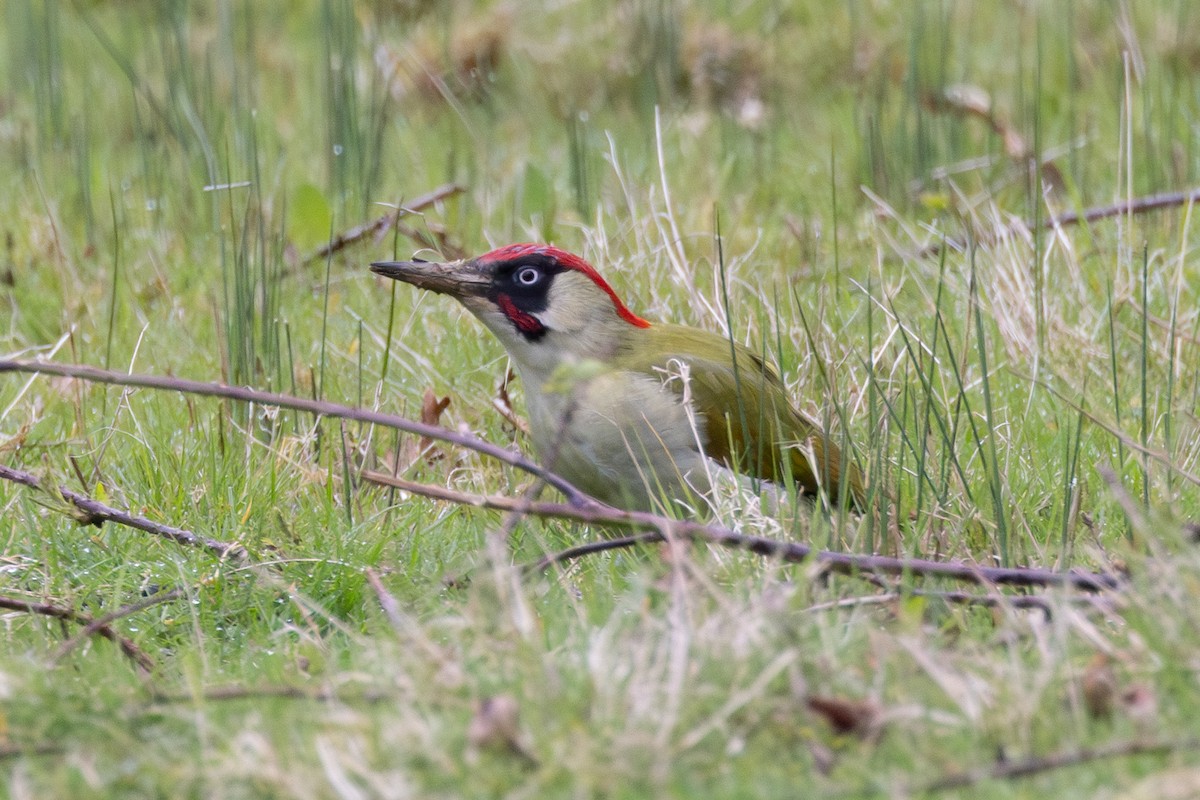 Eurasian Green Woodpecker - ML616908990