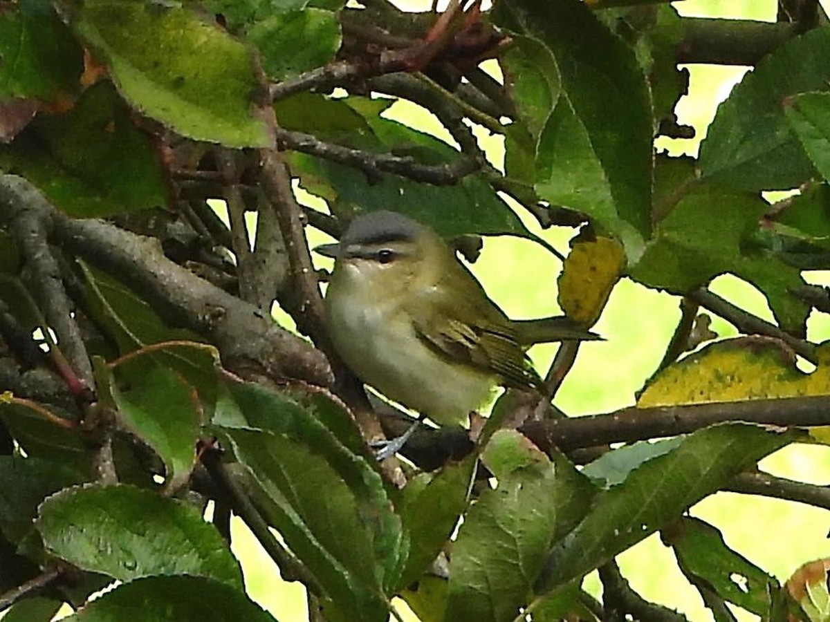Red-eyed Vireo - Barry Reed
