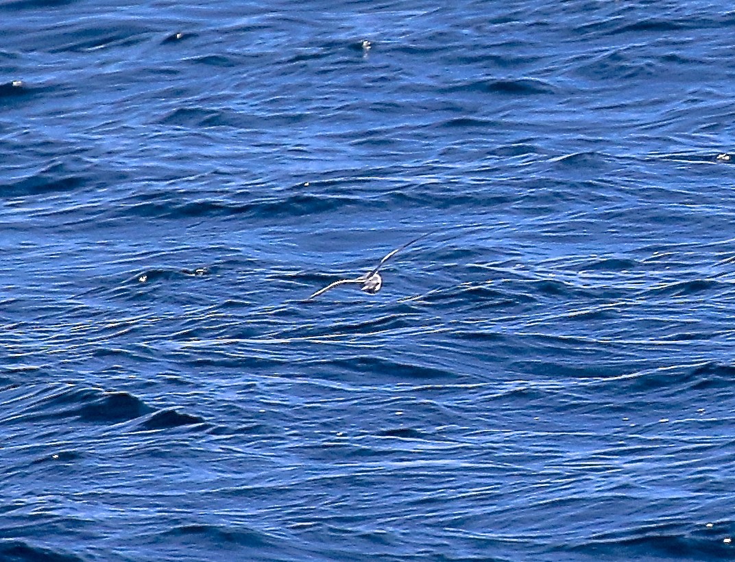 Fork-tailed Storm-Petrel - ML616909033