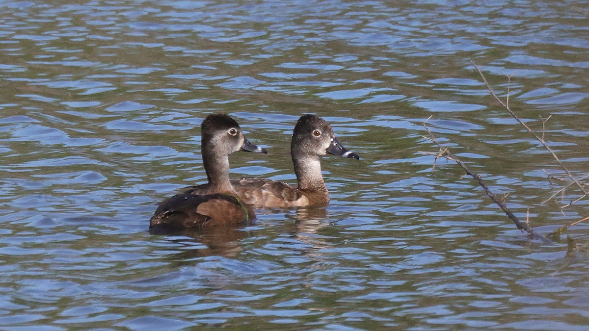 Ring-necked Duck - ML616909107