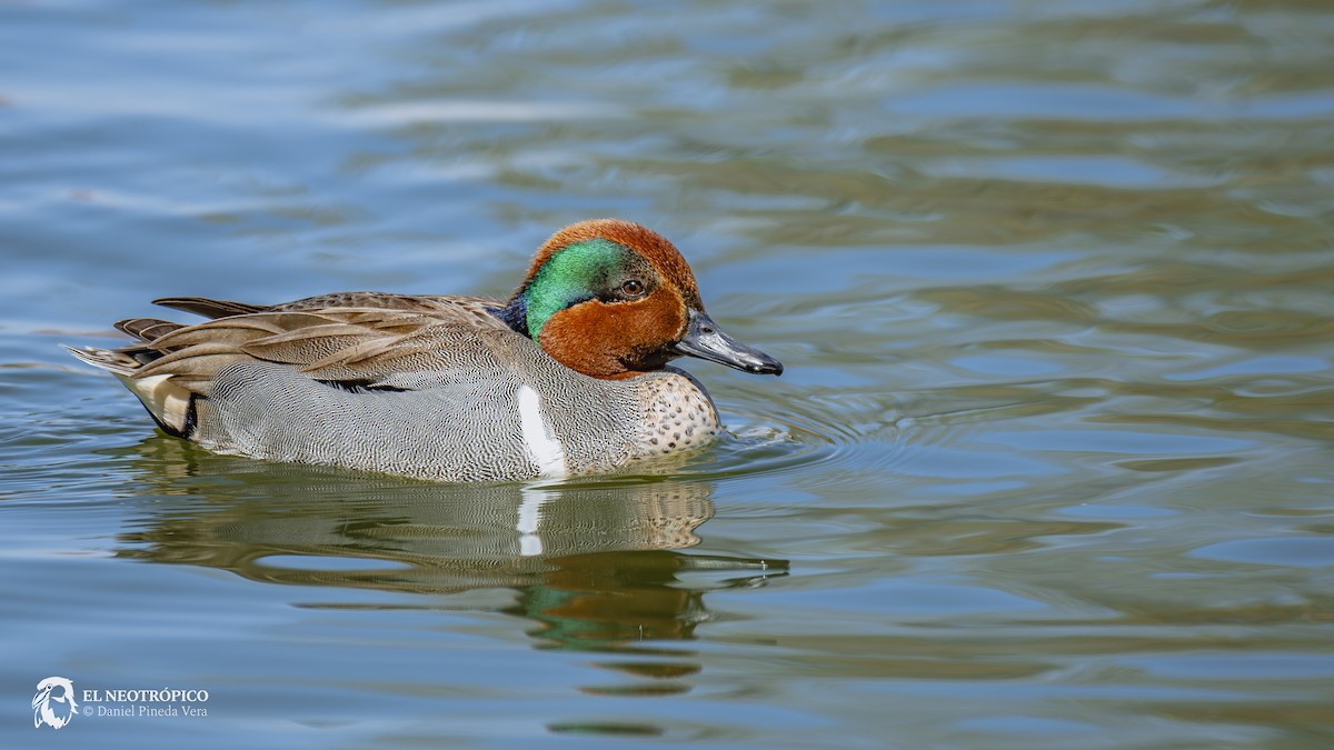 Green-winged Teal - ML616909111