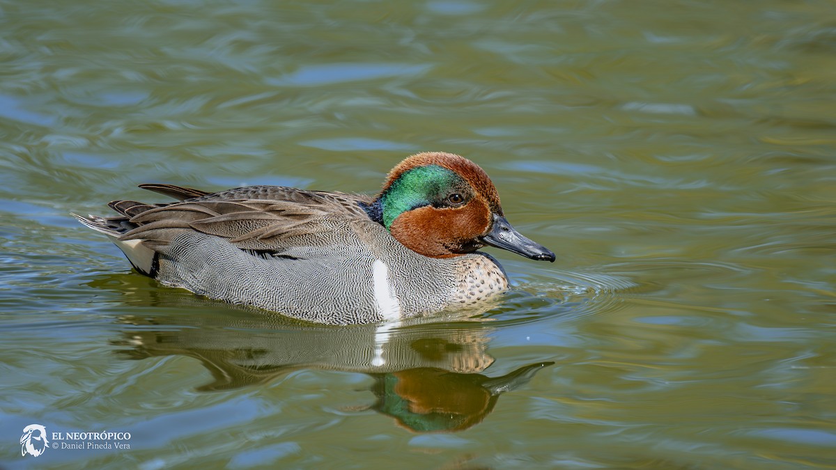 Green-winged Teal - ML616909113