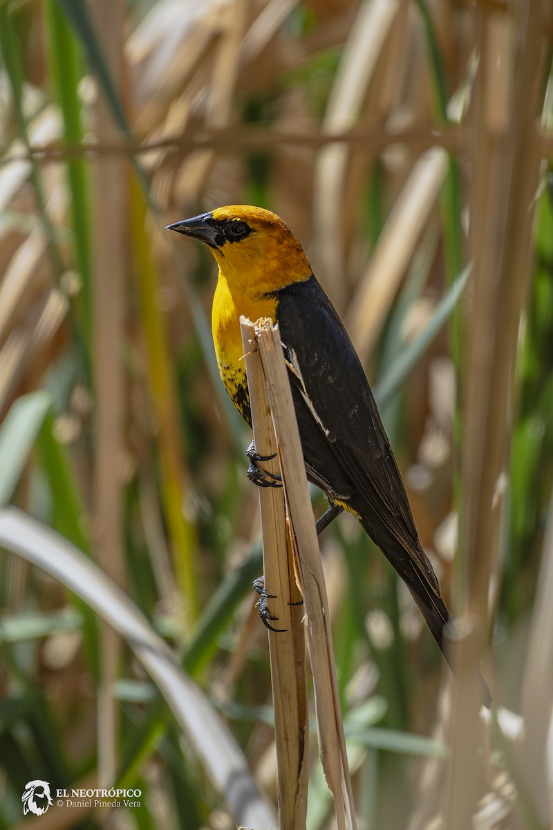 Yellow-headed Blackbird - ML616909121
