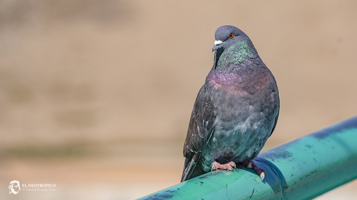 Rock Pigeon (Feral Pigeon) - ML616909130