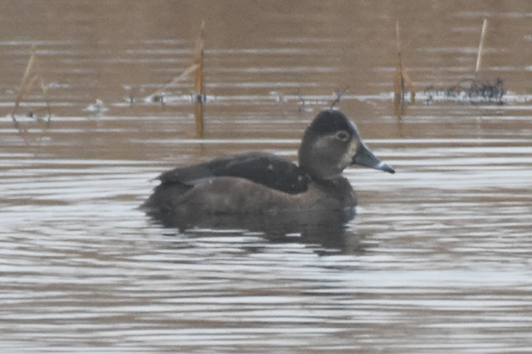 Ring-necked Duck - ML616909172