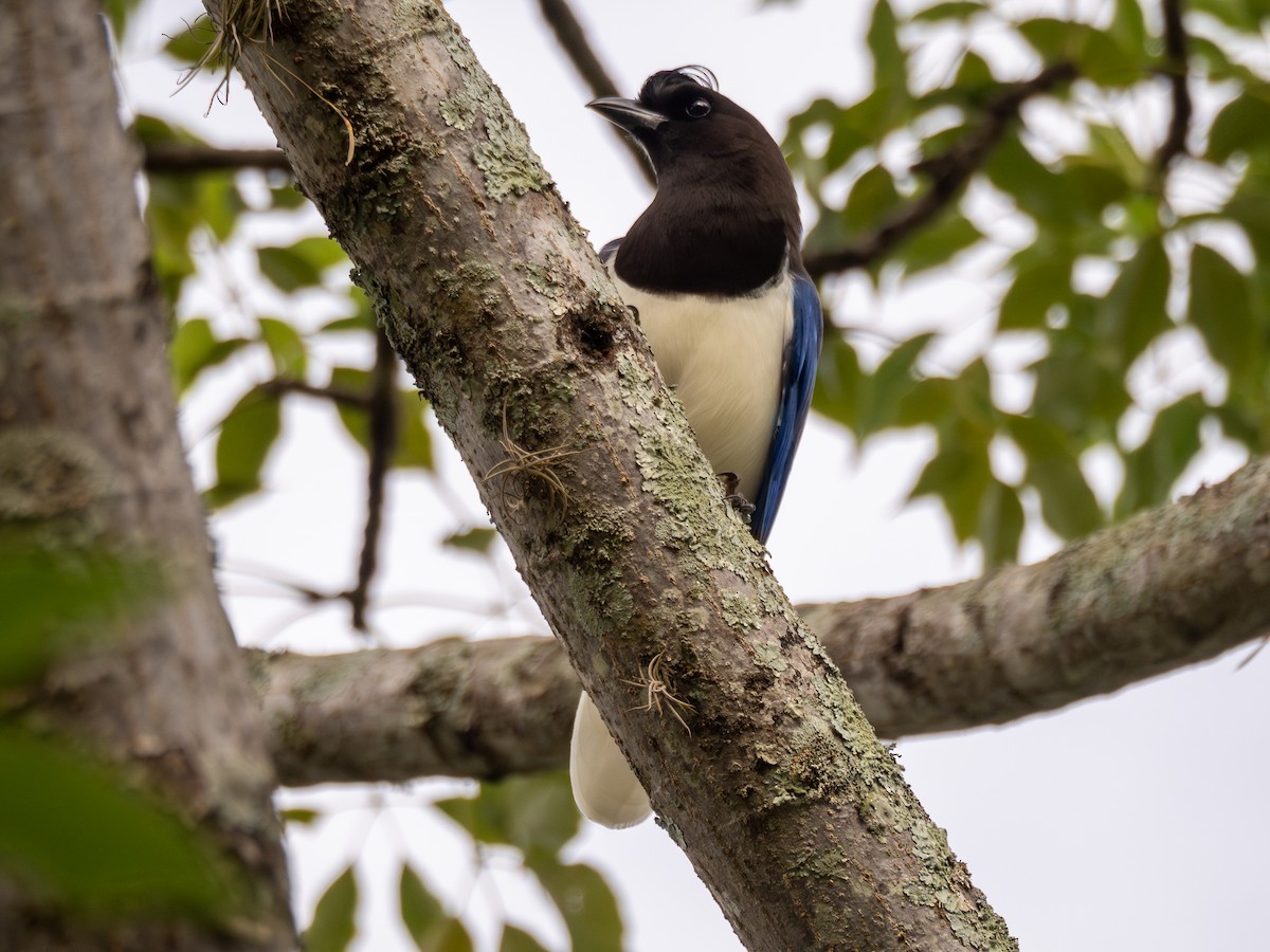 Curl-crested Jay - ML616909220