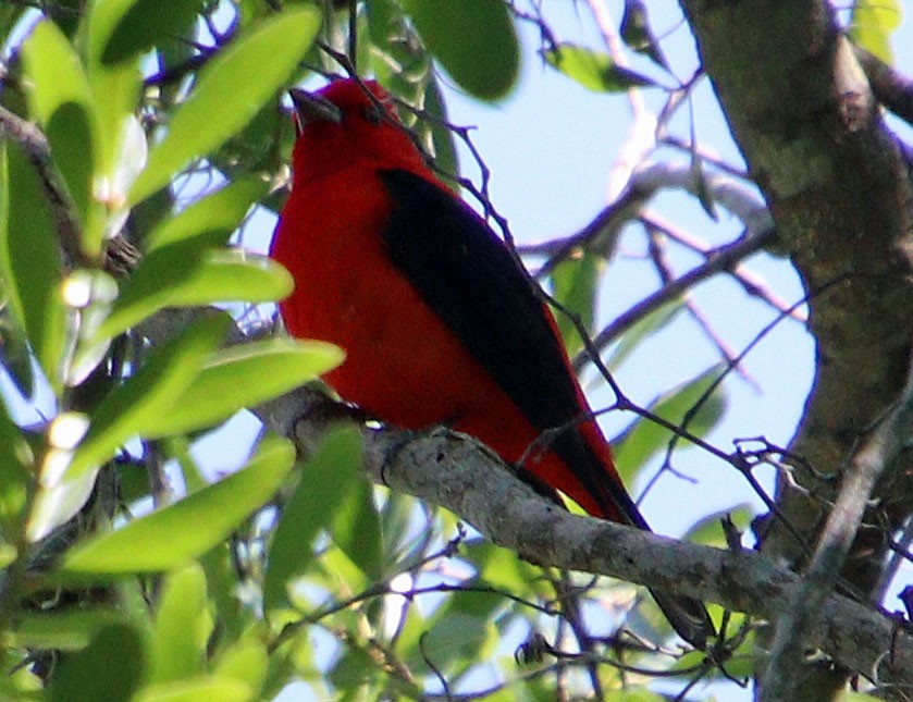 Scarlet Tanager - ML616909278