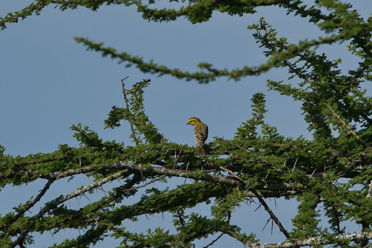White-bellied Canary - ML616909291