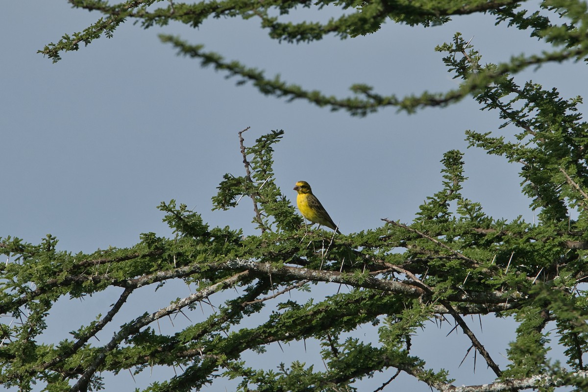 White-bellied Canary - ML616909292