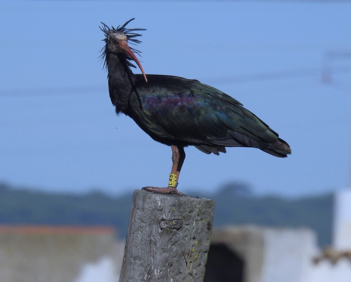 skallet ibis - ML616909499
