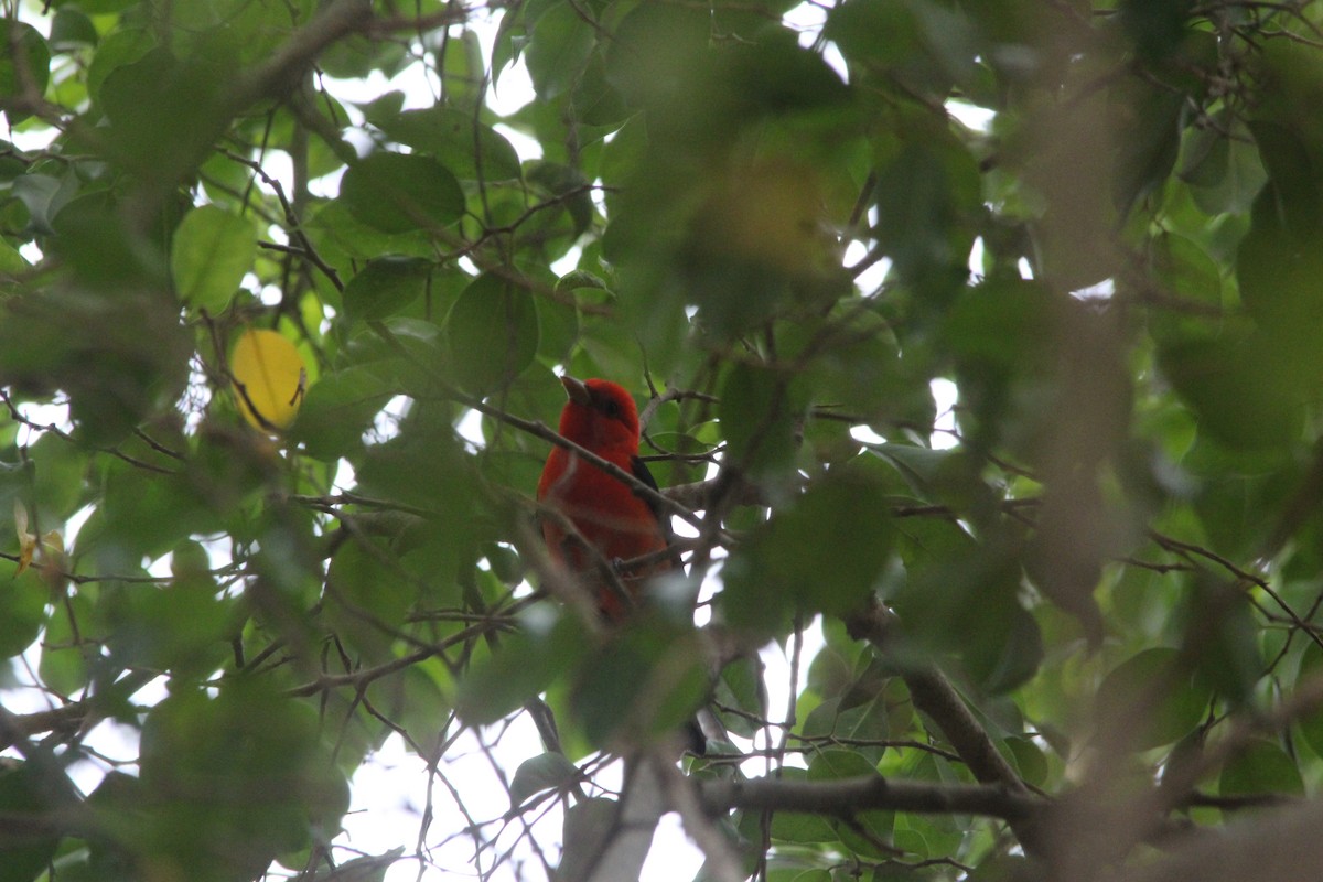 Scarlet Tanager - ML616909682