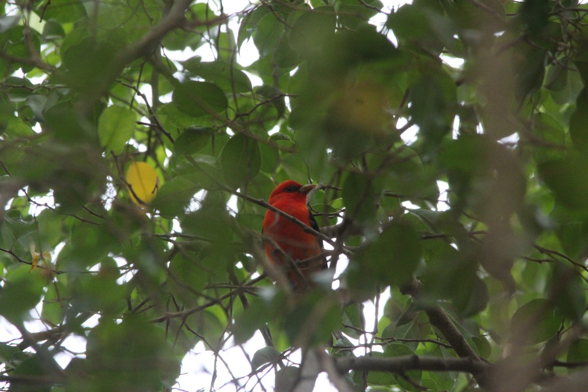 Scarlet Tanager - ML616909683
