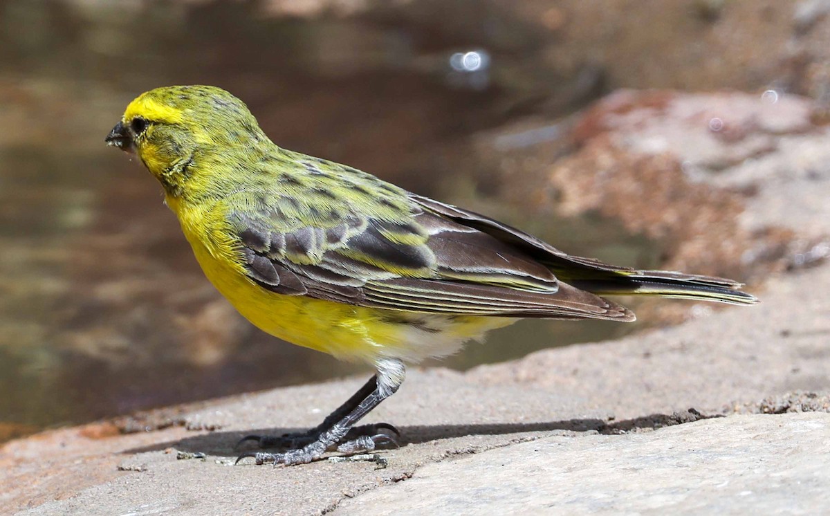 Yellow-fronted Canary - ML616909704