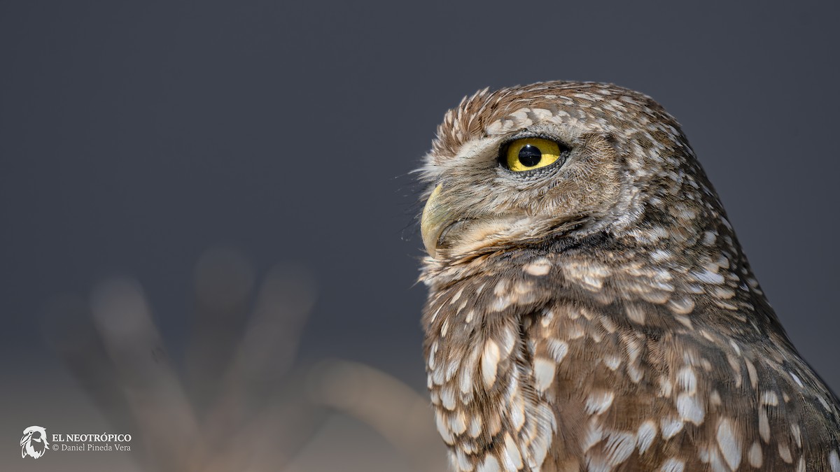 Burrowing Owl - ML616909729