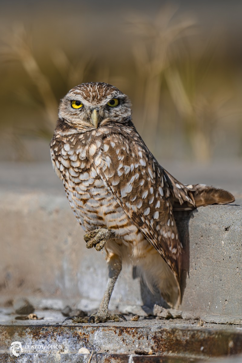 Burrowing Owl - ML616909732