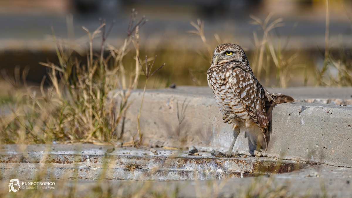 Burrowing Owl - ML616909734