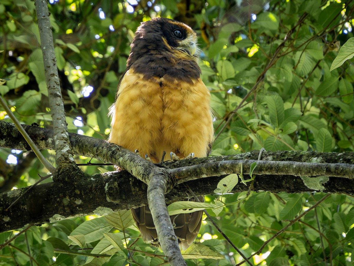 Tawny-browed Owl - ML616909780
