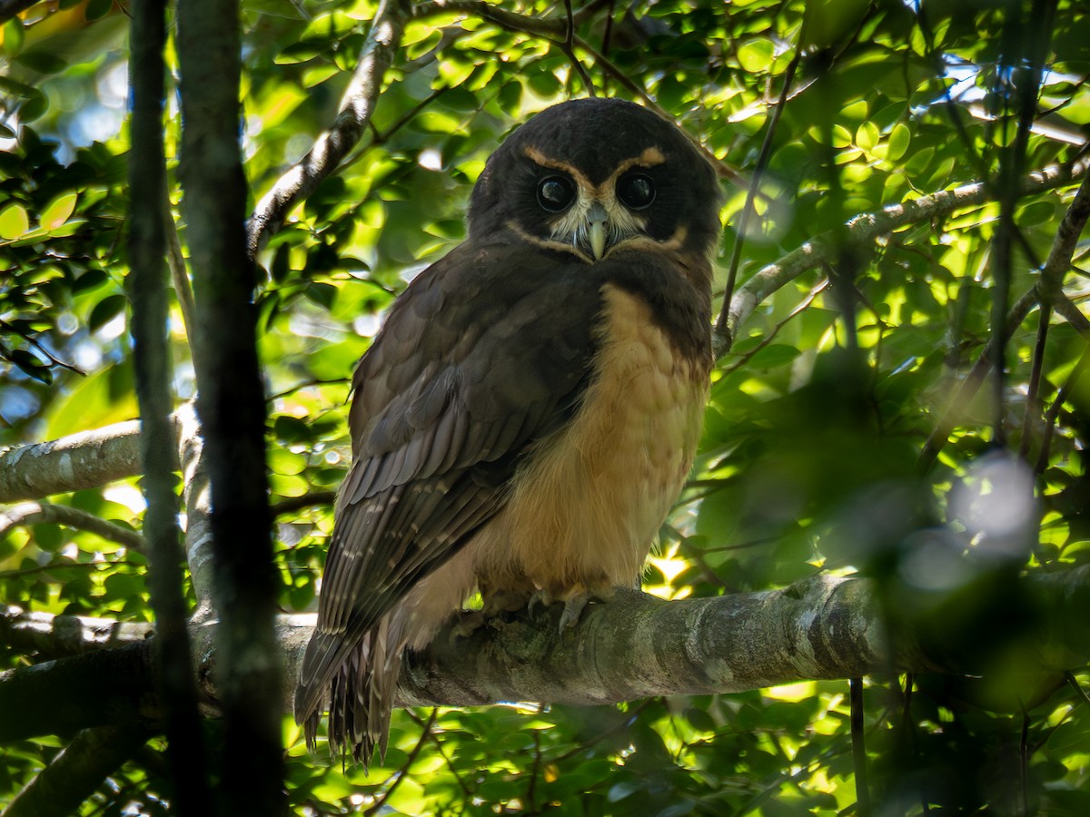 Tawny-browed Owl - ML616909781