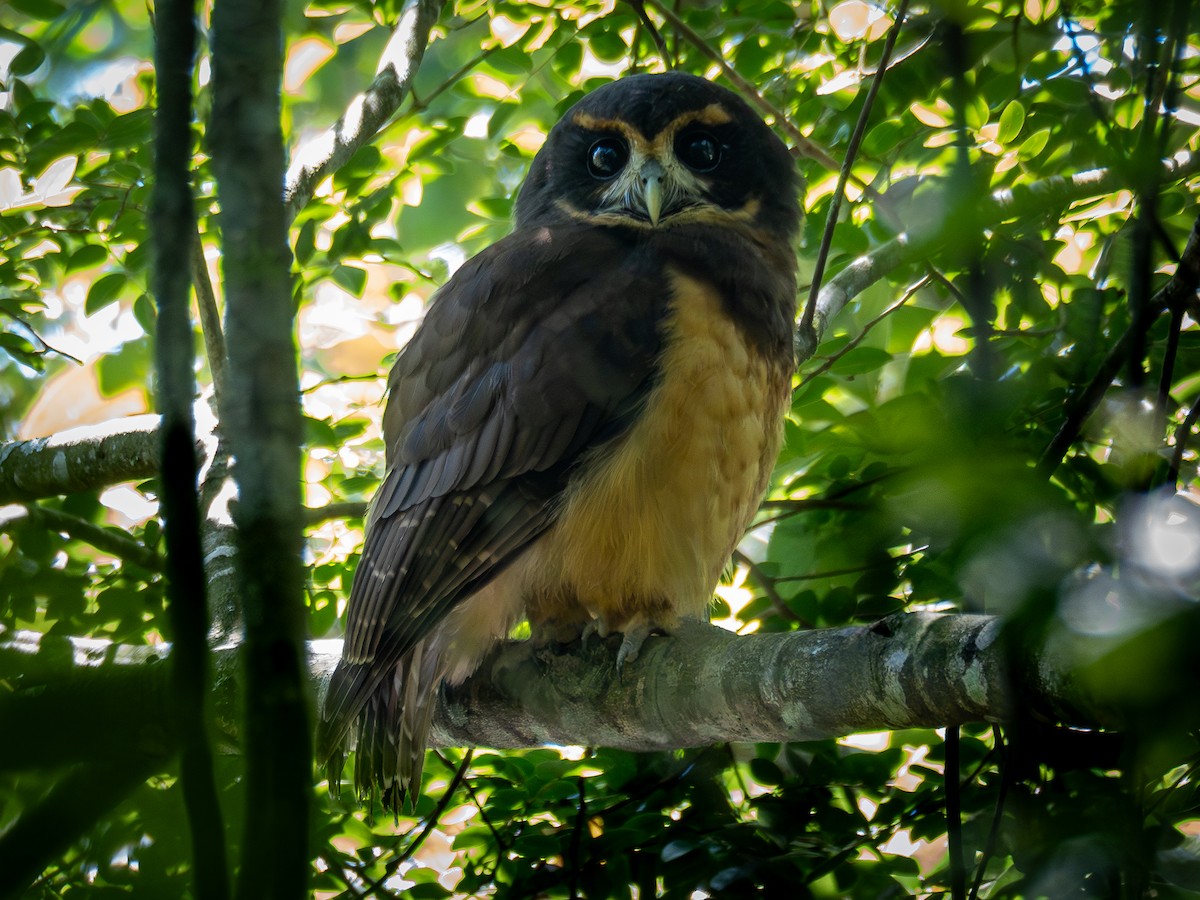 Tawny-browed Owl - ML616909782