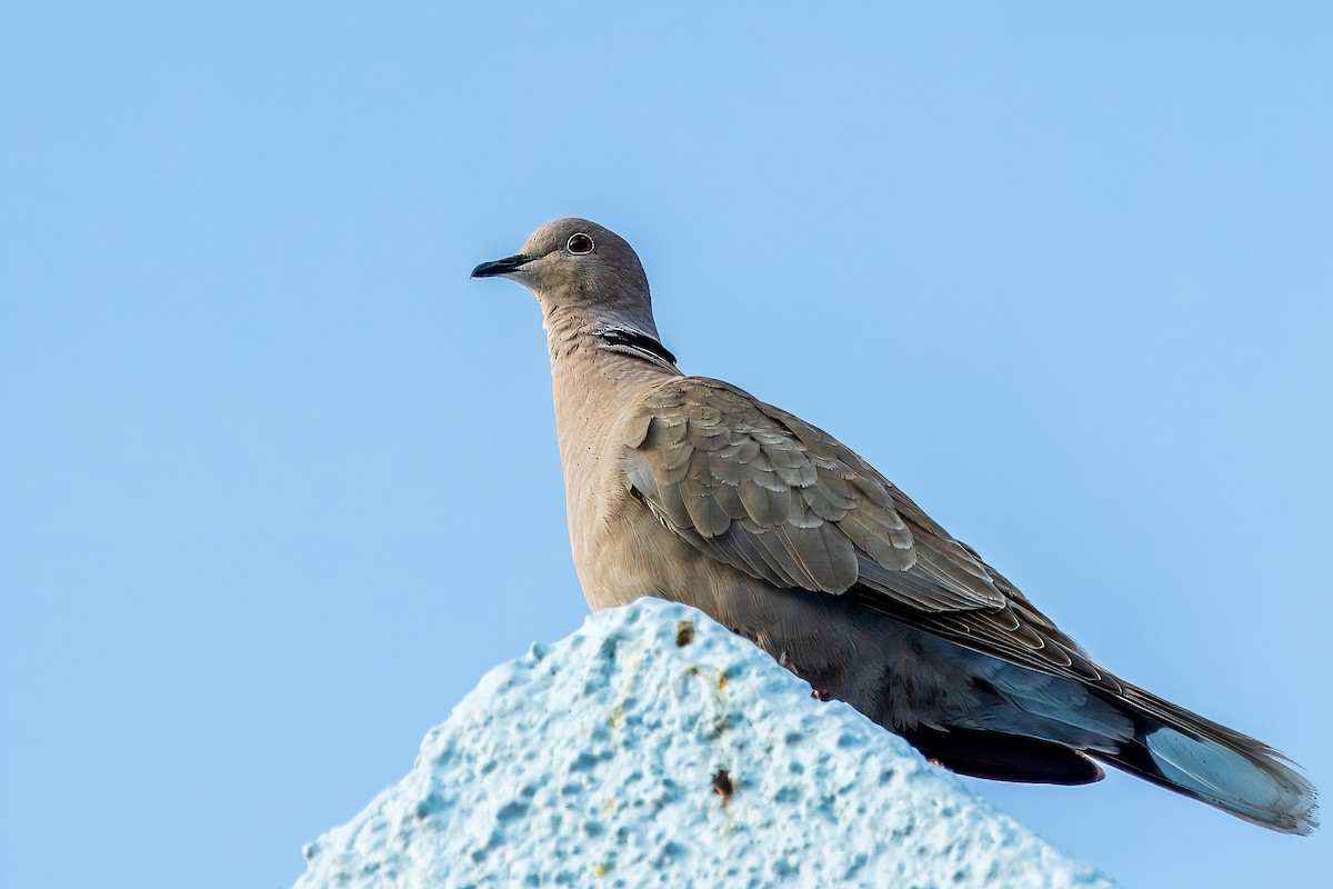 Eurasian Collared-Dove - ML616909813