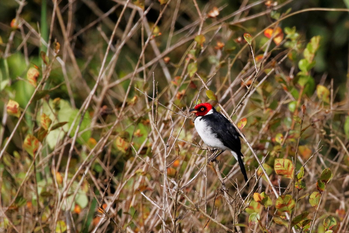 Red-capped Cardinal - ML616909895