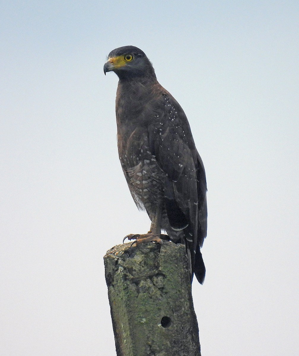 Crested Serpent-Eagle - ML616909946