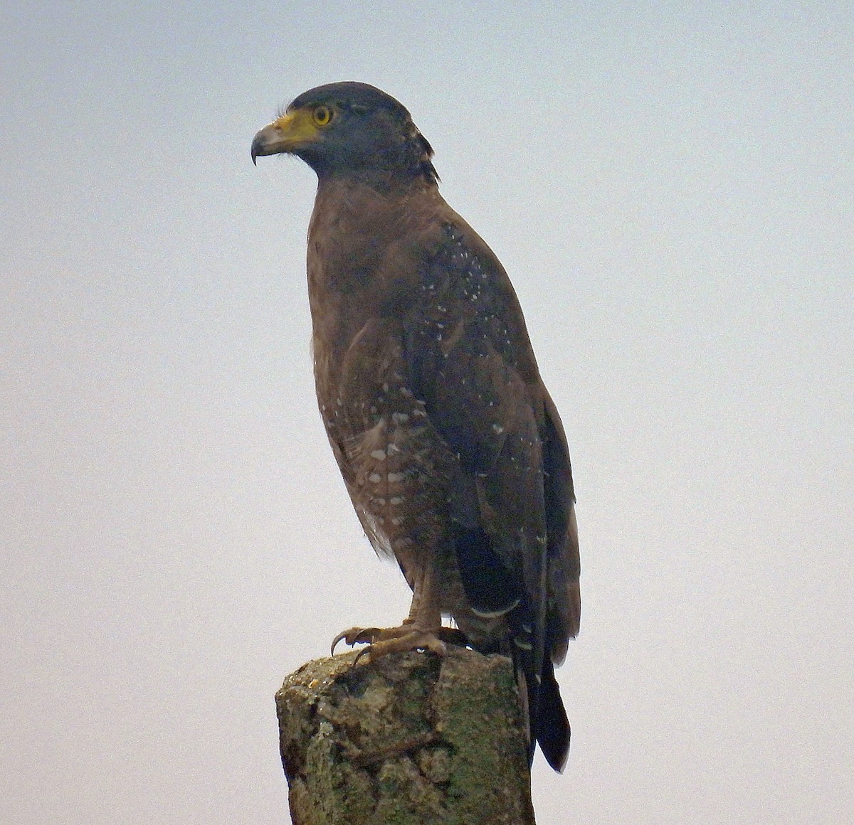 Crested Serpent-Eagle - ML616909947