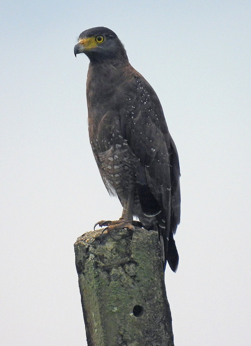 Crested Serpent-Eagle - ML616909952