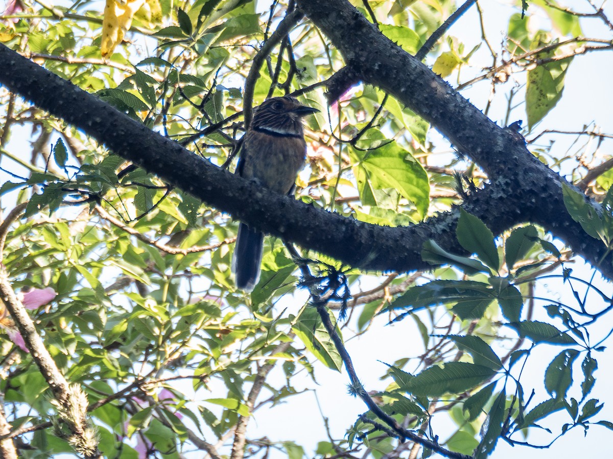 Crescent-chested Puffbird (Greater) - ML616910109