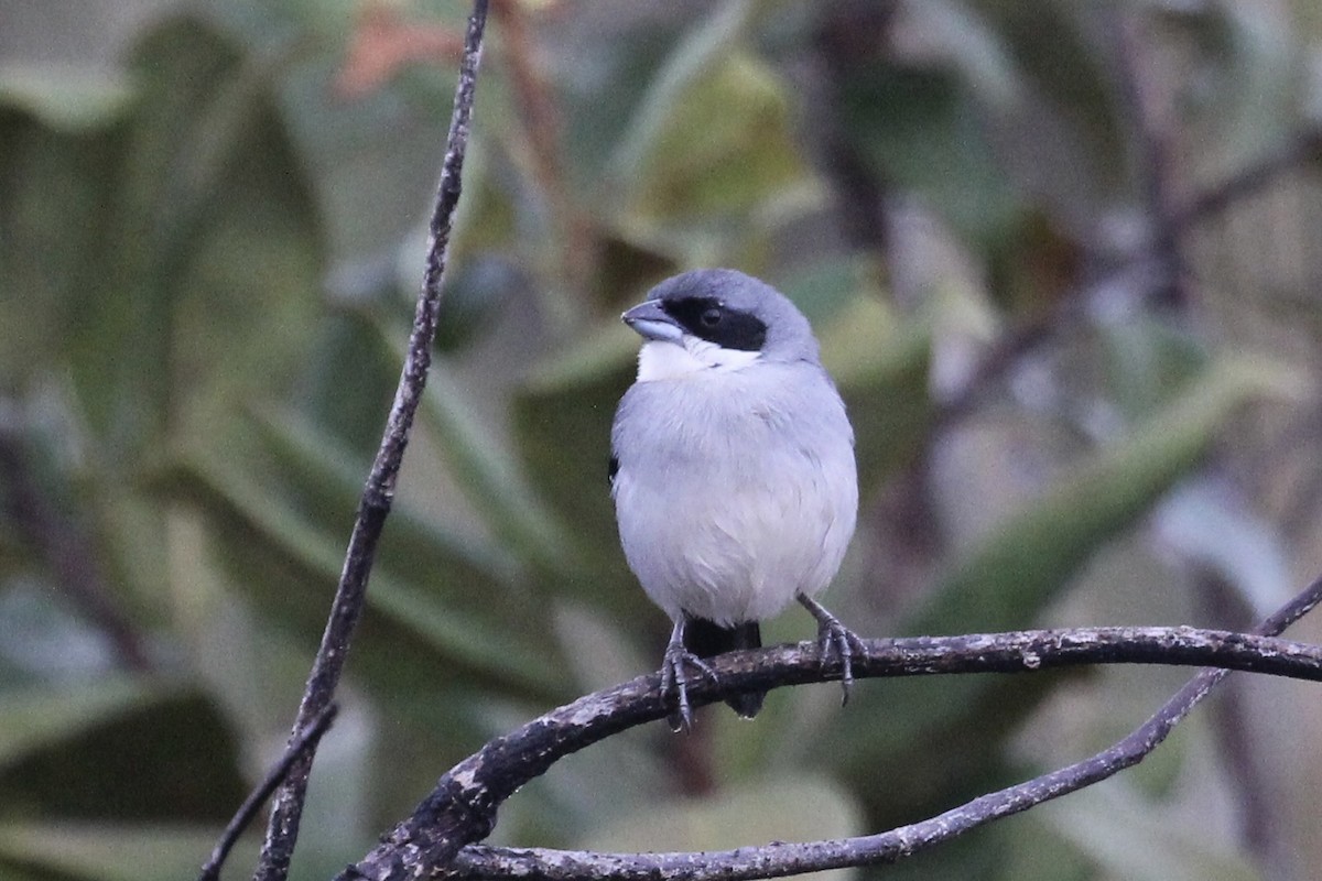 White-banded Tanager - ML616910390