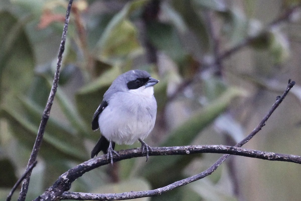White-banded Tanager - ML616910392