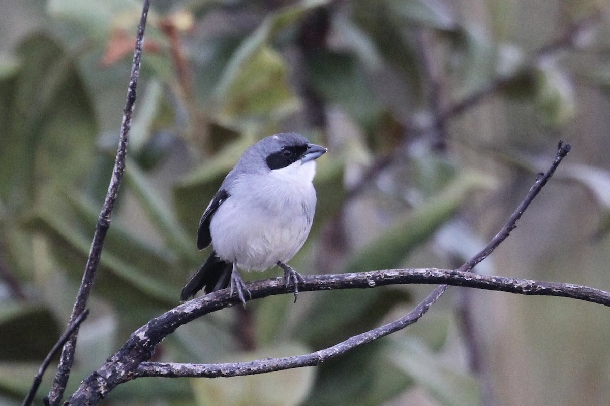 White-banded Tanager - ML616910395
