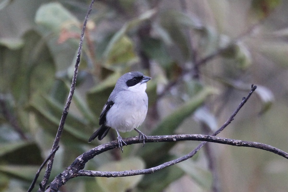 White-banded Tanager - ML616910396