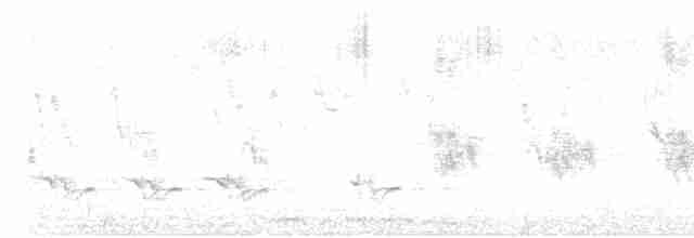 holoubek vlnkovaný - ML616910411