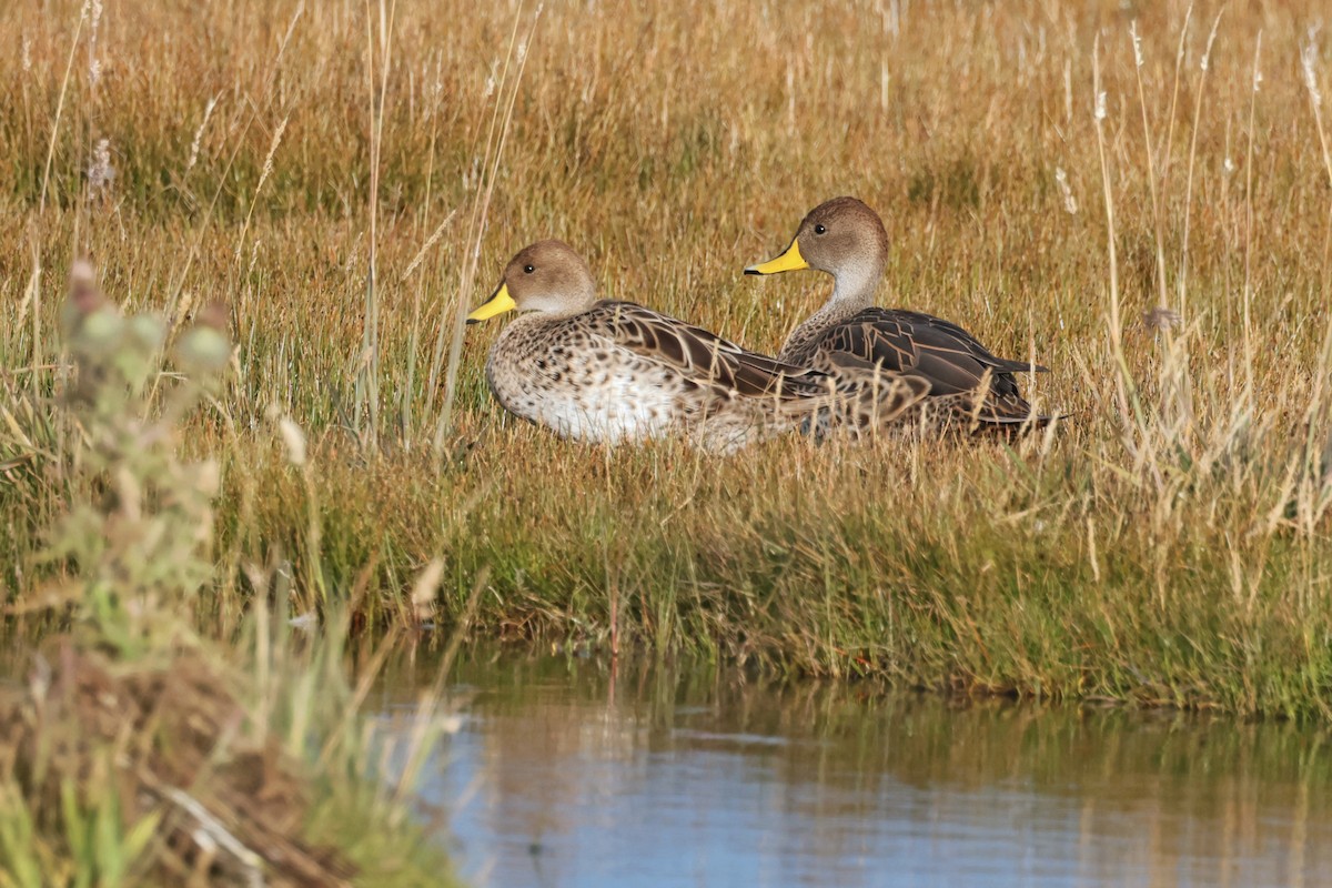 Yellow-billed Pintail (South American) - ML616910563