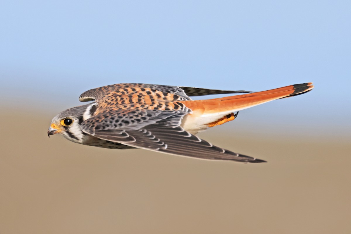 American Kestrel (South American) - ML616910654