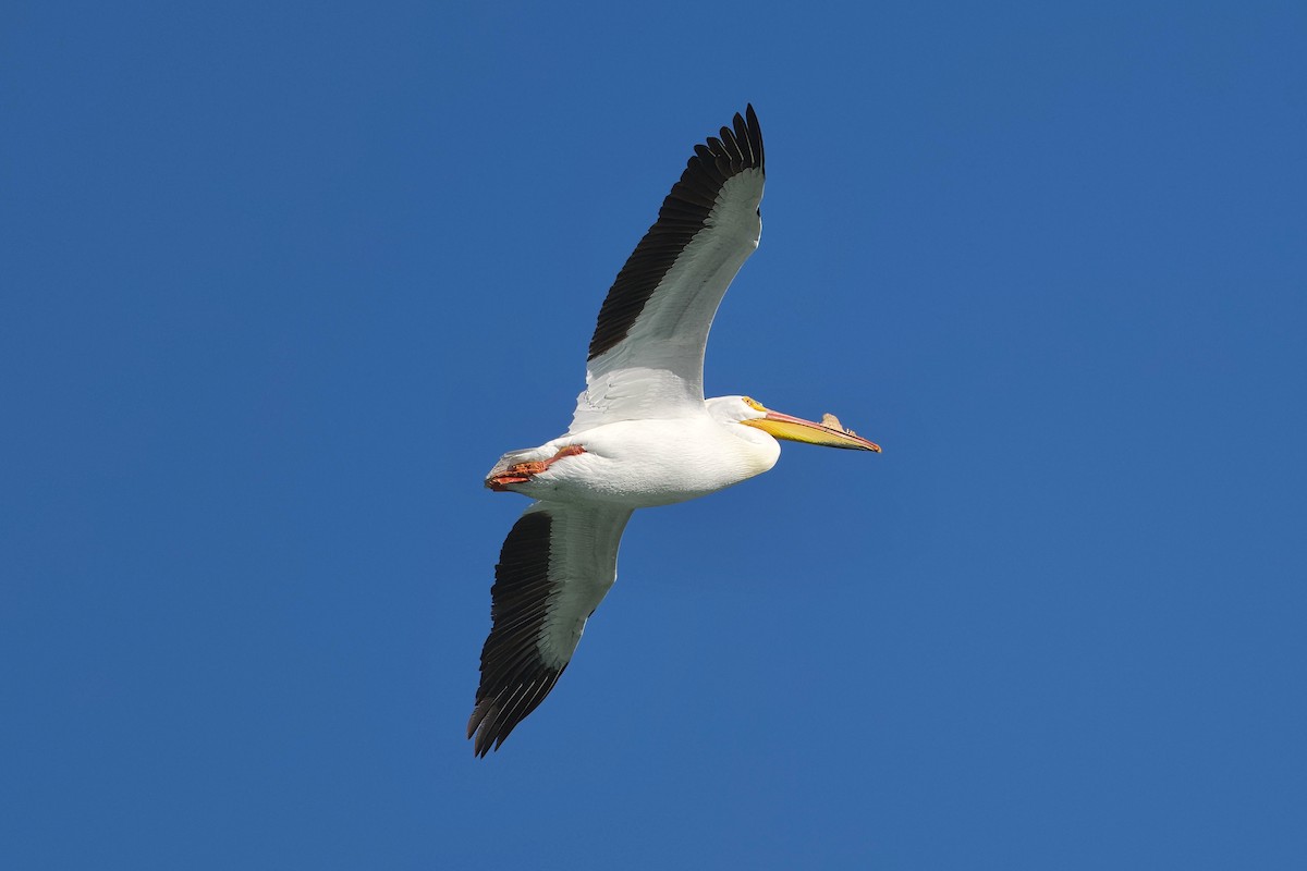 American White Pelican - Bill Schneider