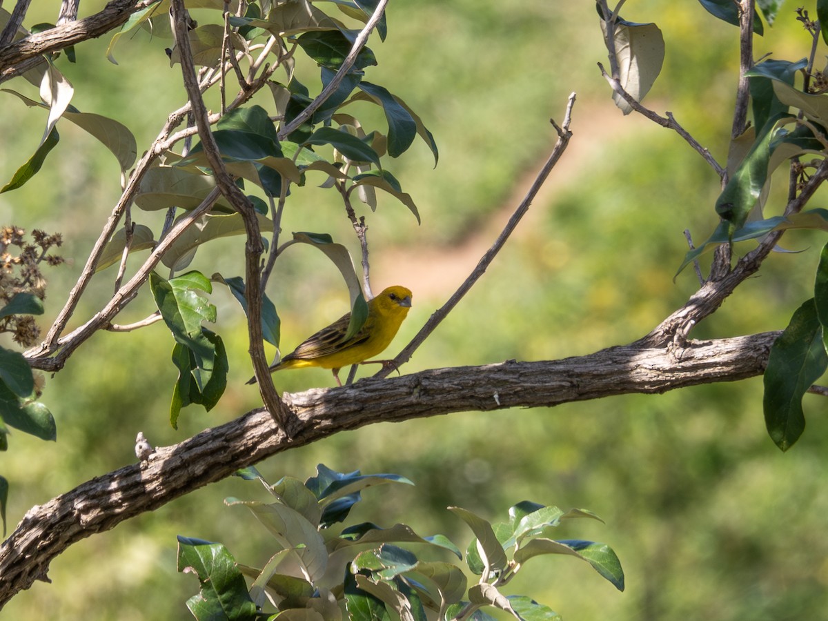 Stripe-tailed Yellow-Finch - ML616910923