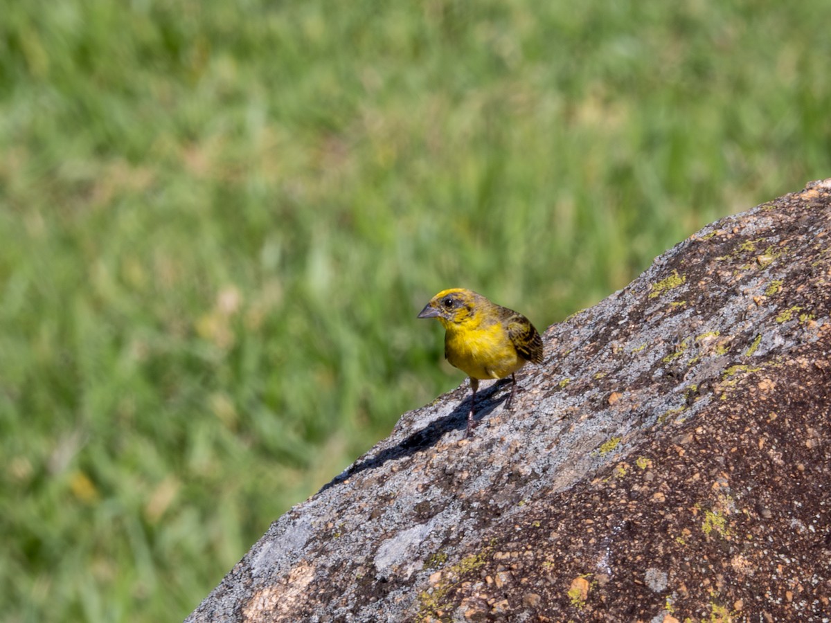 Stripe-tailed Yellow-Finch - Vitor Rolf Laubé